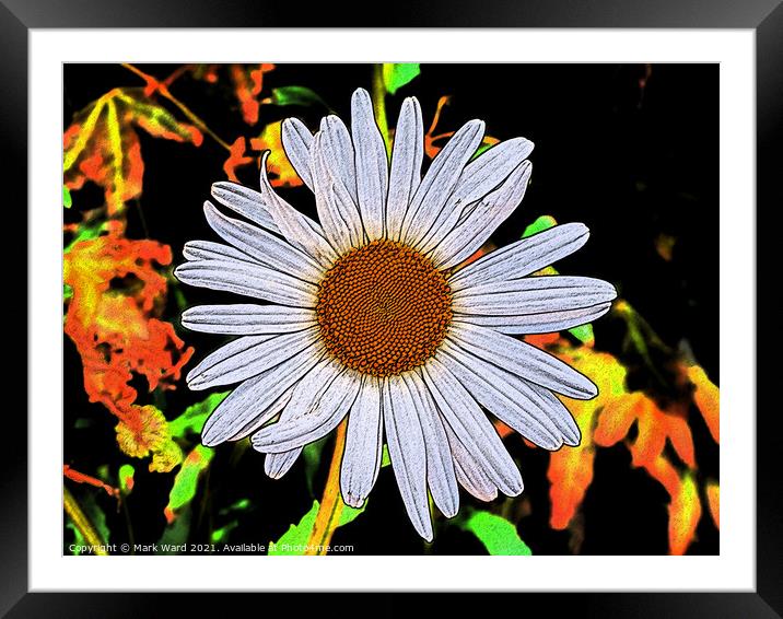 Daisy with that 60s Feel. Framed Mounted Print by Mark Ward