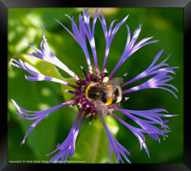 Save the Bees to Save Us! Framed Print by Mark Ward