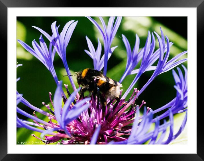 BusyBee Framed Mounted Print by Mark Ward
