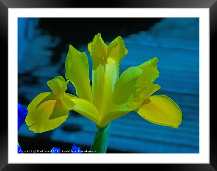 Yellow Iris Framed Mounted Print by Mark Ward