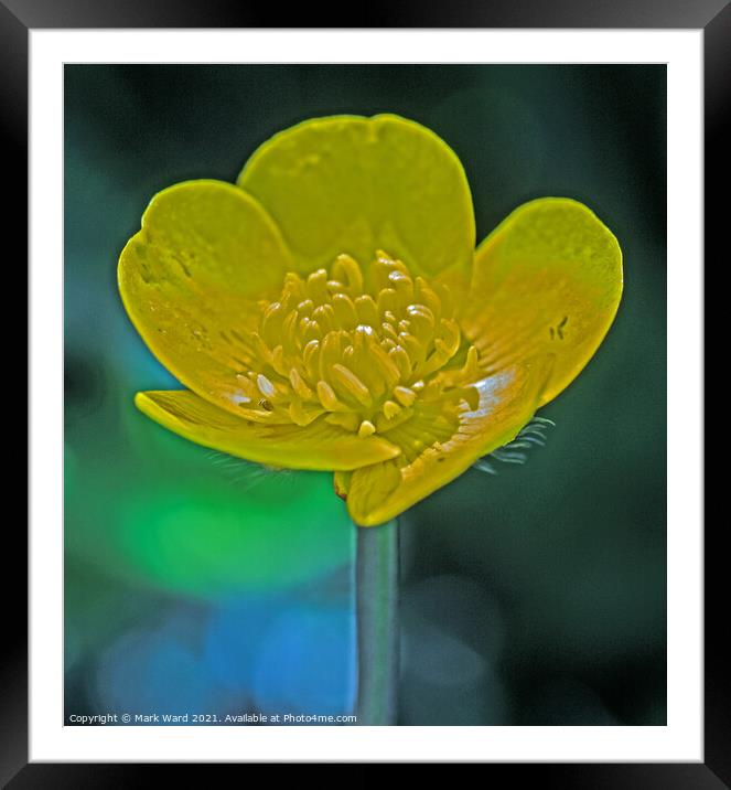 The Humble Buttercup Framed Mounted Print by Mark Ward