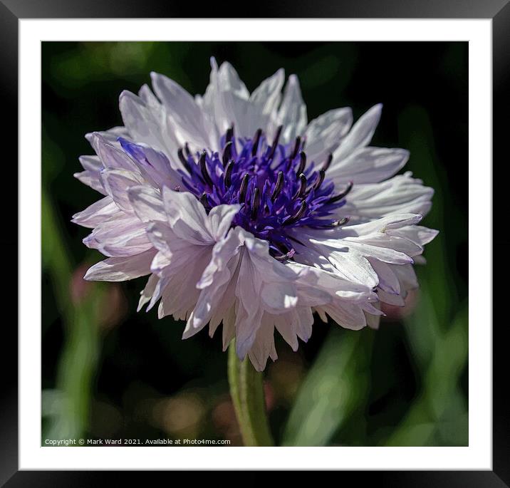 Pale Cornflower Framed Mounted Print by Mark Ward