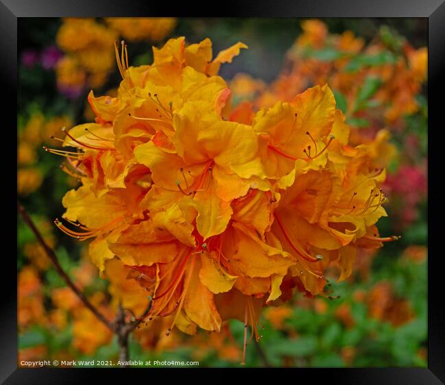 Orange Rhododendron Framed Print by Mark Ward