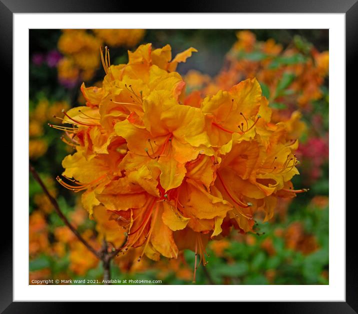 Orange Rhododendron Framed Mounted Print by Mark Ward