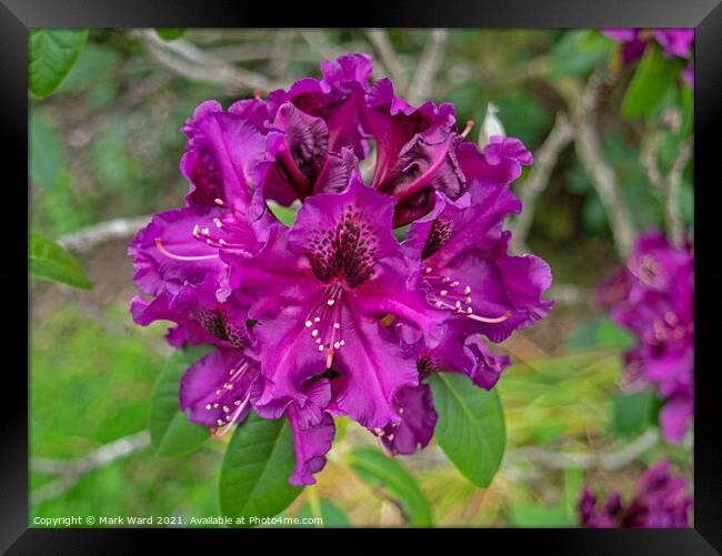 Purple Rhododendron Framed Print by Mark Ward