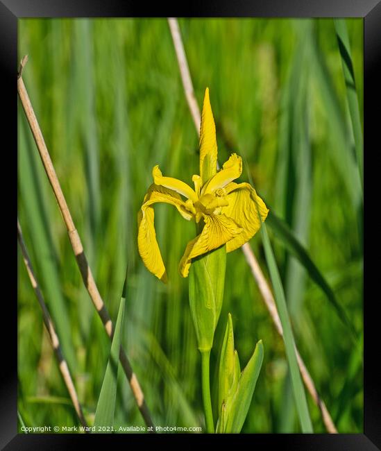 Flag Iris Framed Print by Mark Ward