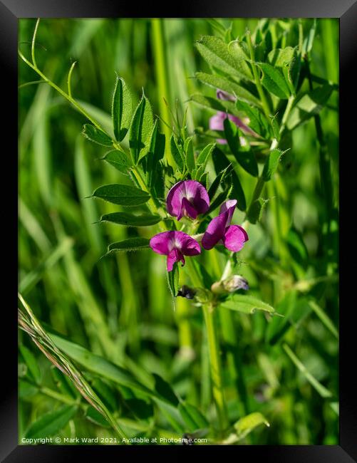 Common Vetch Framed Print by Mark Ward