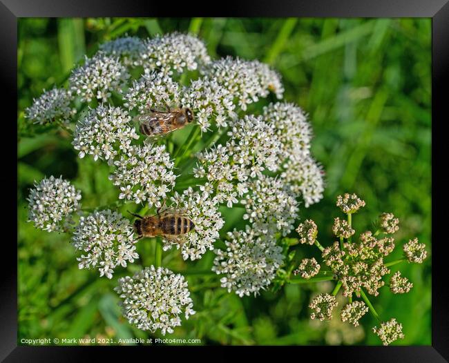 Cow Parsley and Friends. Framed Print by Mark Ward