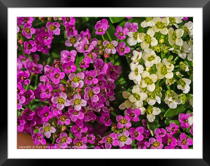 Alyssum Flowers Framed Mounted Print by Mark Ward