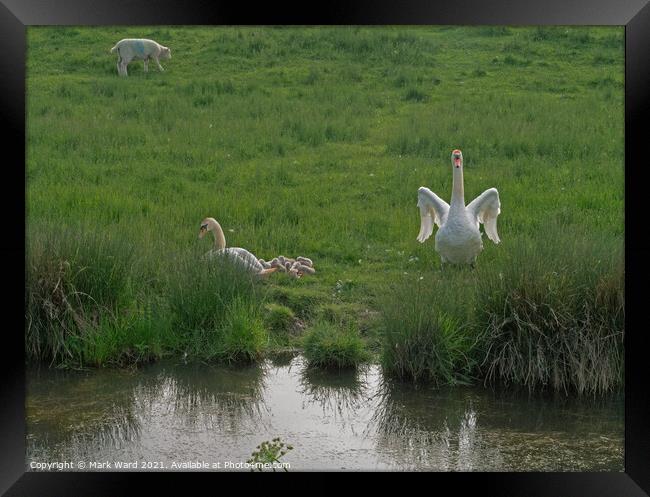 A Swan Family in harmony with Sheep and the Land. Framed Print by Mark Ward