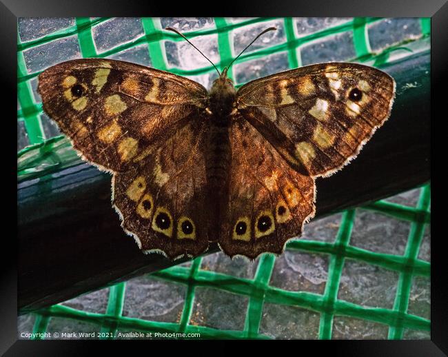 Speckled Wood Butterfly Framed Print by Mark Ward