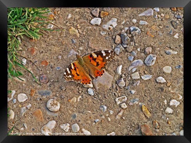 Painted Lady Butterfly. Framed Print by Mark Ward