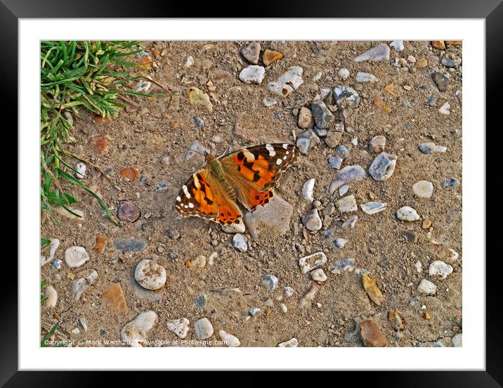 Painted Lady Butterfly. Framed Mounted Print by Mark Ward