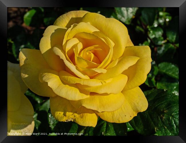 Yellow Rose Framed Print by Mark Ward