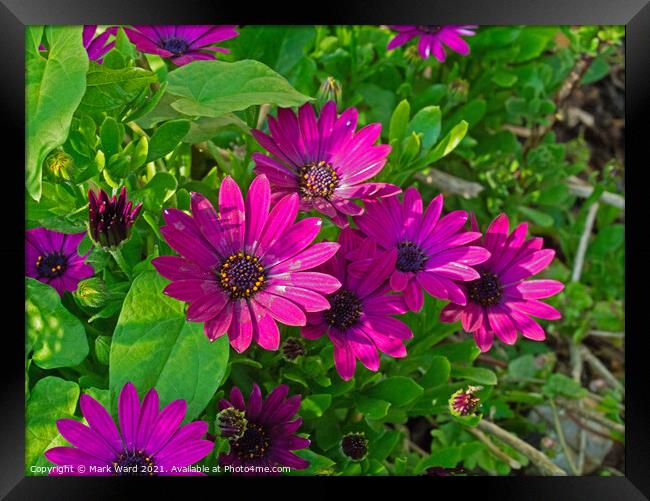 Osteospermum Explosion. Framed Print by Mark Ward