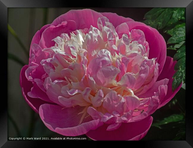 Plunge into a Peony. Framed Print by Mark Ward