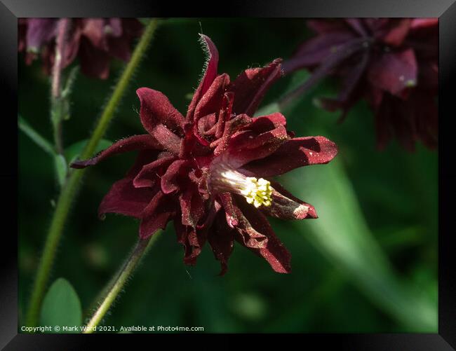 Tiny Aquilegia Framed Print by Mark Ward