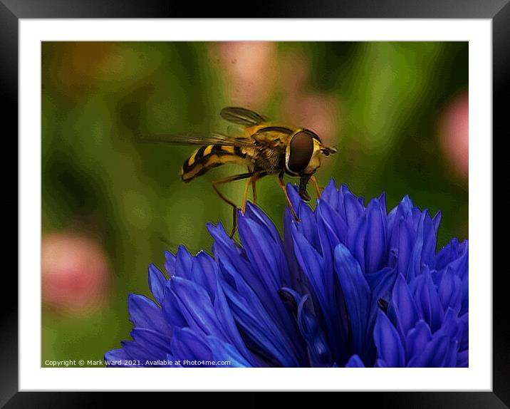 Hoverfly on a Cornflower. Framed Mounted Print by Mark Ward