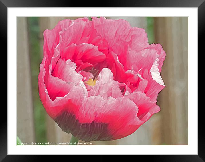 Pink Poppy. Framed Mounted Print by Mark Ward