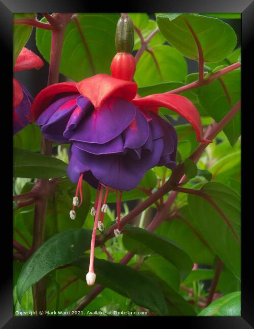 Fuchsia Flower Framed Print by Mark Ward