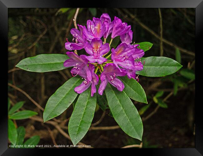 Pink Rhododendron Display in June. Framed Print by Mark Ward