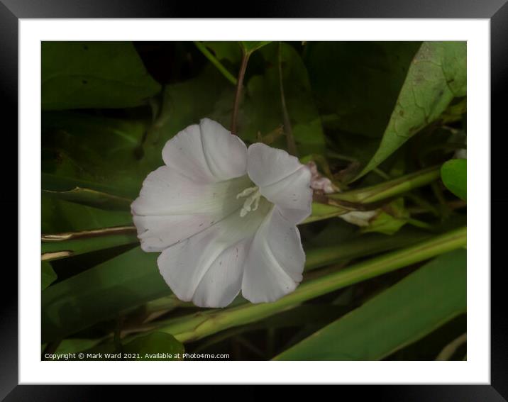 The Bindweed Flower. Framed Mounted Print by Mark Ward