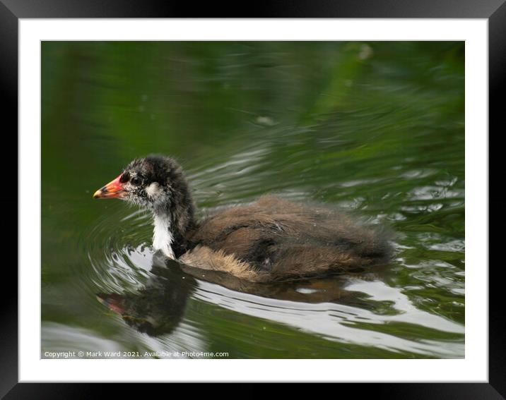 Baby Moorhen on the Water. Framed Mounted Print by Mark Ward