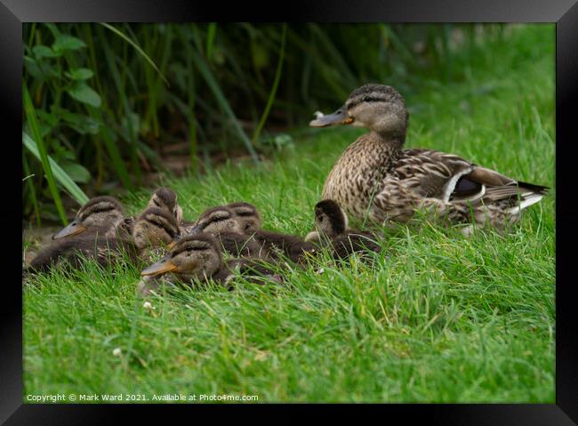 The Mallard Family of Hastings. Framed Print by Mark Ward