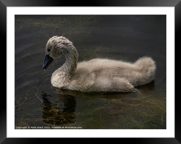 Cygnet Learning to Forage in the Weed. Framed Mounted Print by Mark Ward