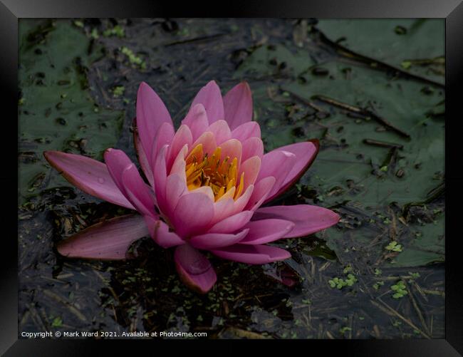 Pink Waterlily Framed Print by Mark Ward