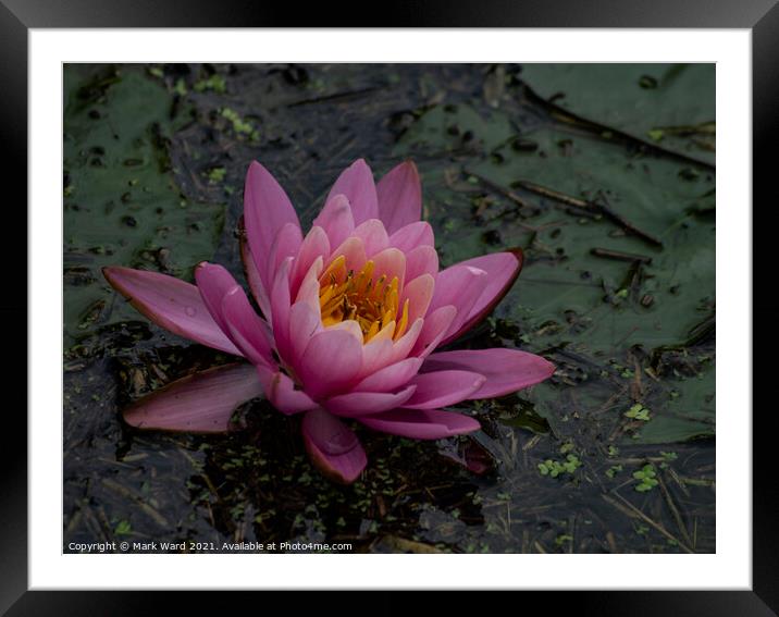 Pink Waterlily Framed Mounted Print by Mark Ward