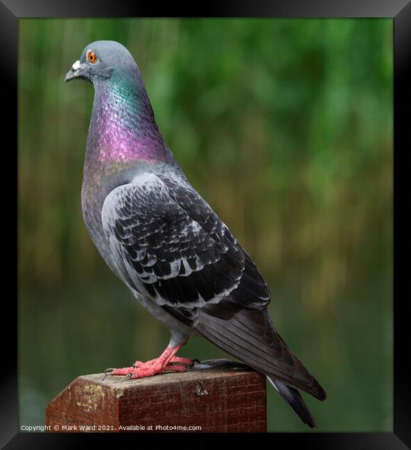 Pigeon in Pose. Framed Print by Mark Ward
