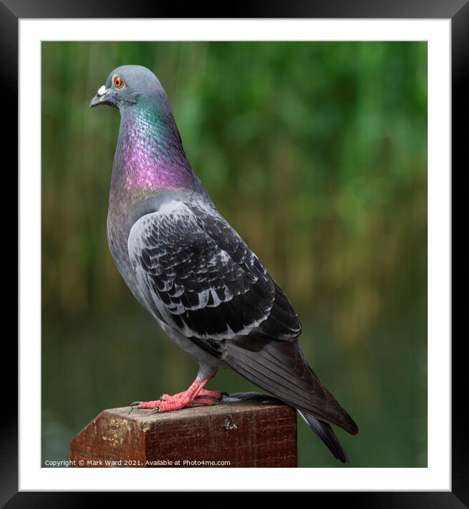 Pigeon in Pose. Framed Mounted Print by Mark Ward