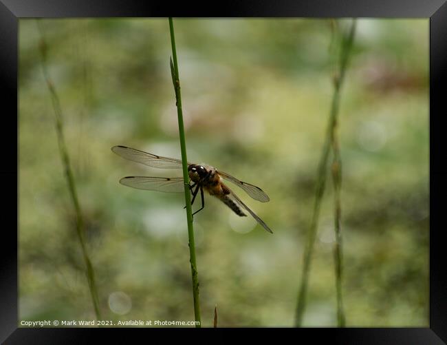 Dragonfly on a stem Framed Print by Mark Ward