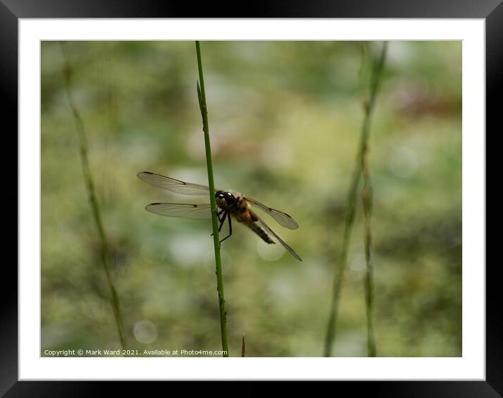 Dragonfly on a stem Framed Mounted Print by Mark Ward