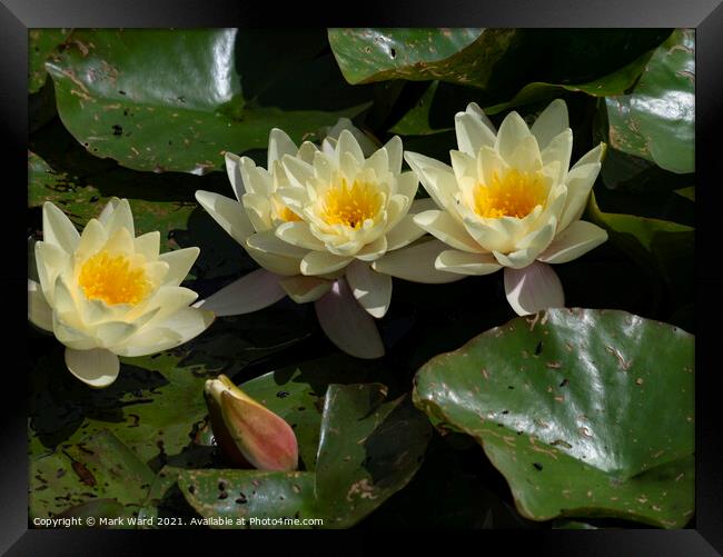 Golden Water Lily Framed Print by Mark Ward