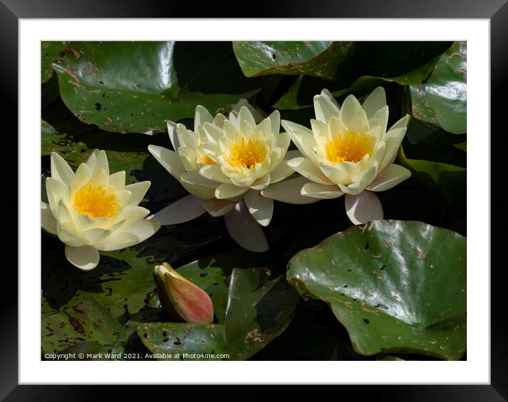 Golden Water Lily Framed Mounted Print by Mark Ward