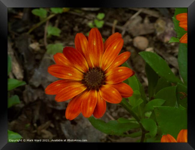 Bright Orange Osteospermum Framed Print by Mark Ward