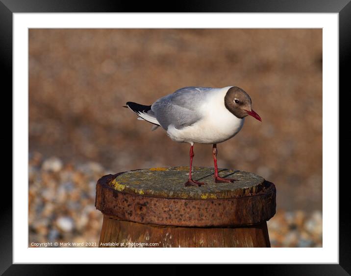 A Black-Headed Gull at Rest. Framed Mounted Print by Mark Ward