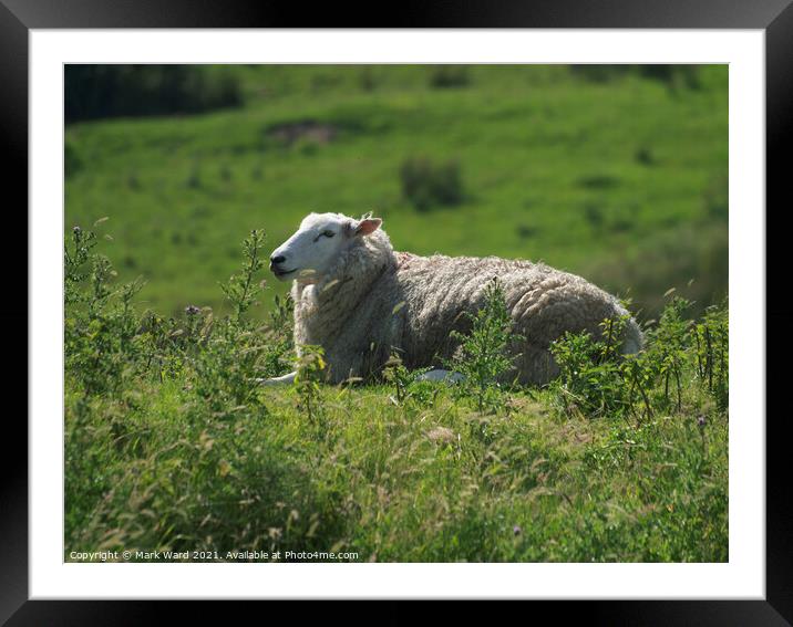 Ewe Resting in the Sunshine. Framed Mounted Print by Mark Ward