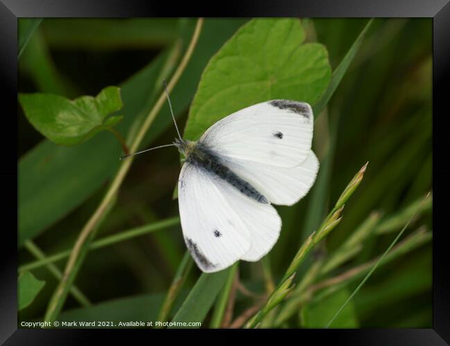 Cabbage White Butterfly Framed Print by Mark Ward