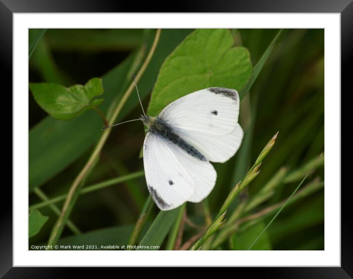 Cabbage White Butterfly Framed Mounted Print by Mark Ward