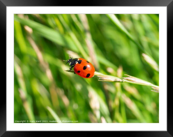 Ladybirds Are Go. Framed Mounted Print by Mark Ward