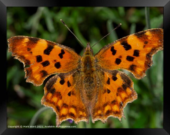  Comma butterfly on a bush. Framed Print by Mark Ward