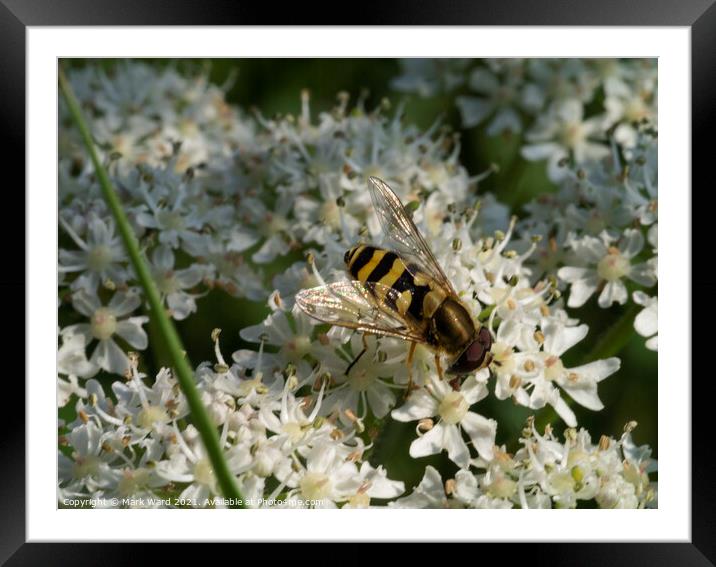 Hoverfly on Cow Parsley. Framed Mounted Print by Mark Ward