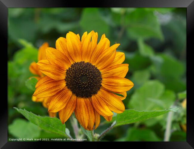 Sunflower Power Framed Print by Mark Ward