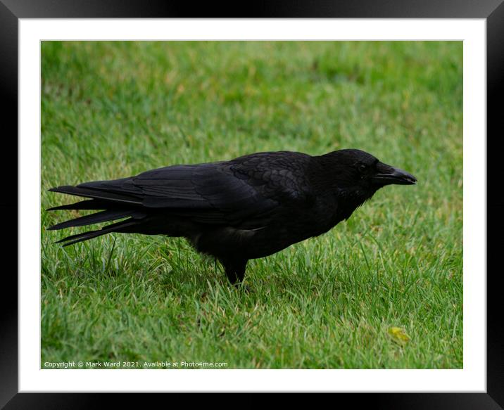 Carrion Crow. Wary but not scared. Framed Mounted Print by Mark Ward