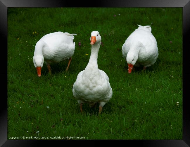 Three White Geese Framed Print by Mark Ward