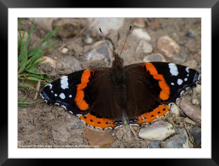Red Admiral Catching the August Sun. Framed Mounted Print by Mark Ward
