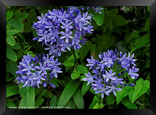 Agapanthus Blue Peter Framed Print by Mark Ward